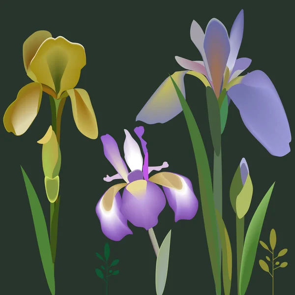 Iris Bloemen Voorjaar Planten — Stockvector