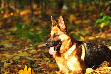Köpeğim - arkadaşım