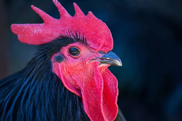 Gallo de plumas negro —  Fotos de Stock