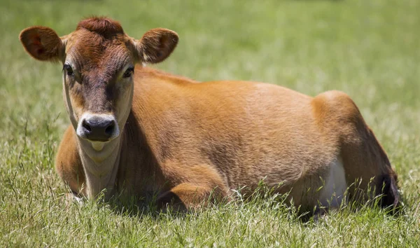 Jersey vache profil avant relaxant Images De Stock Libres De Droits