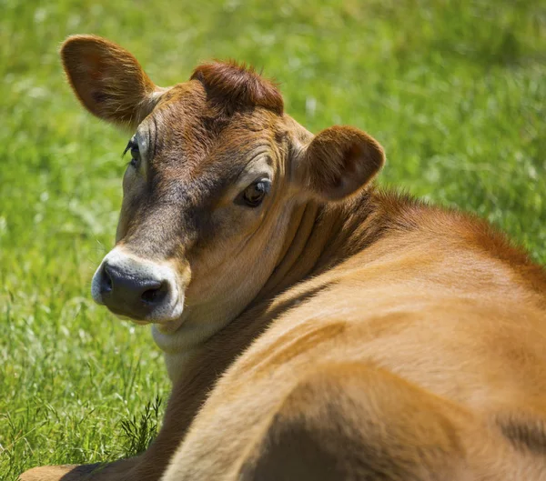 Vache laitière regardant par-dessus son épaule . Image En Vente