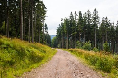 Dağlarda karınca yuvası