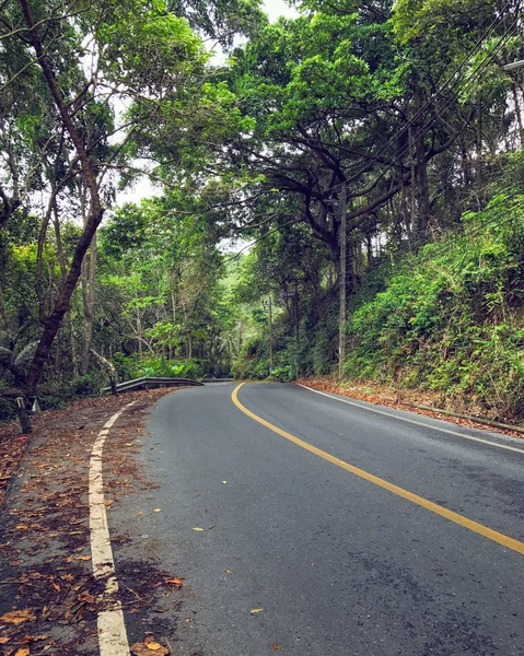 yağmur ormanının içinde Road