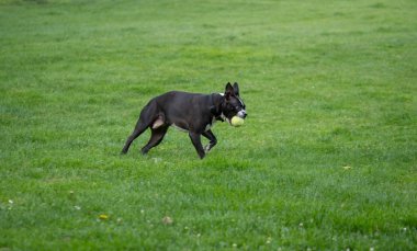 Boston terrier ağız içinde topu ile Sprint. Getirme oynarken. 