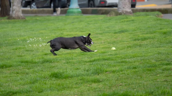 Boston terrier saltando para la pelota de tenis mientras juega a buscar — Foto de Stock