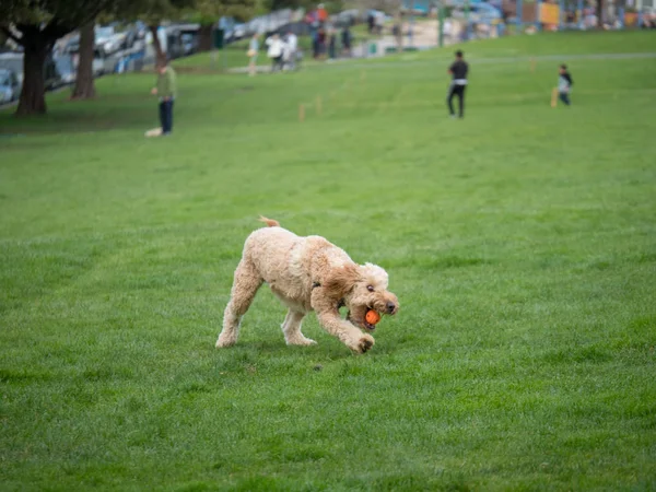 Goldendoodle agarra la pelota mientras juega a buscar — Foto de Stock