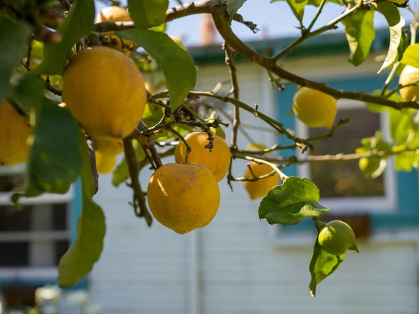 Múltiples limones maduros colgando del árbol listos para la cosecha — Foto de Stock