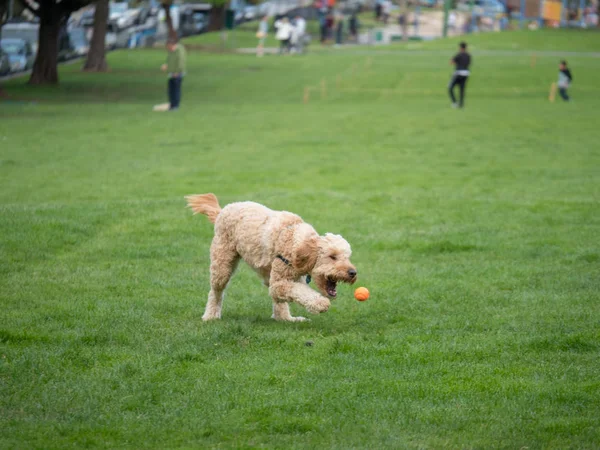 Goldendoodle apunta a la pelota mientras juega juego de buscar — Foto de Stock