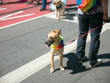 2017 San Francisco Eşcinsel gurur geçit töreninde yürüyen köpek