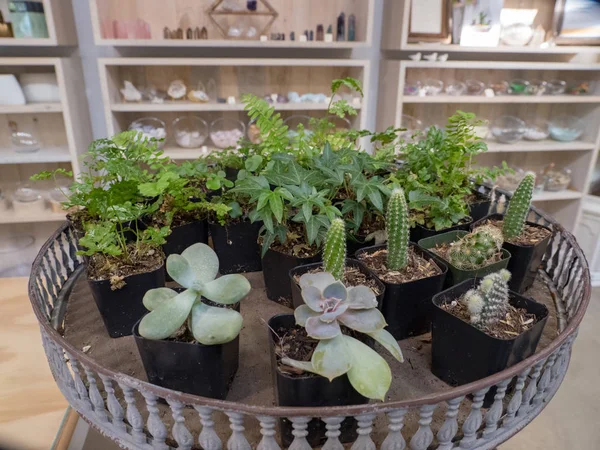 Tiny plants for small in fine arts store