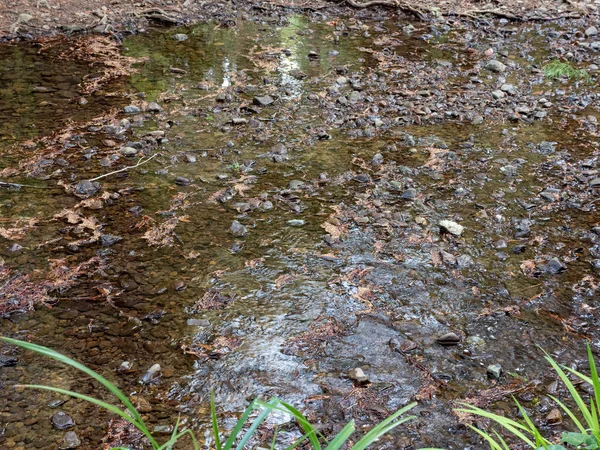 Primer plano de arroyo poco profundo en los bosques — Foto de Stock