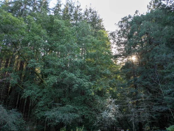 Redwood Lastikleri Ile Güneş Işığı Ile Bakmak — Stok fotoğraf