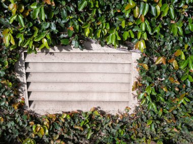 Ivy tarafından çevrili bina tarafındaki delik