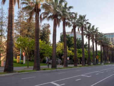Modern şehir sokak günbatımı sırasında astar palmiye ağaçları