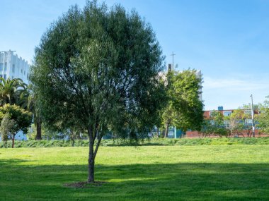 Söğüt ağacı kentsel park alanındaki 