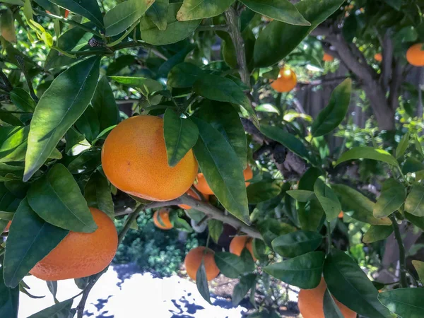 Mandarinas maduras que reparten de un árbol del patio trasero — Foto de Stock