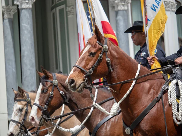 Caballos del Departamento de Policía de San Francisco de marcha patrulla montada — Foto de Stock