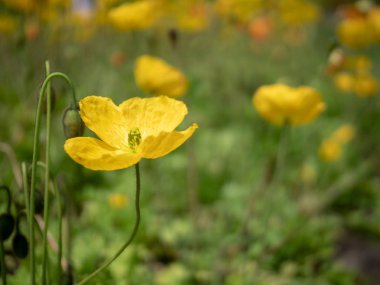 Sarı Düğünçiçeği düğün çiçeği çiçek çiçek yatakta