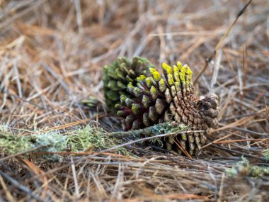 Yosun kaplı çam kozalakları ağaçlık alanda kurumuş çimenlerin üzerinde
