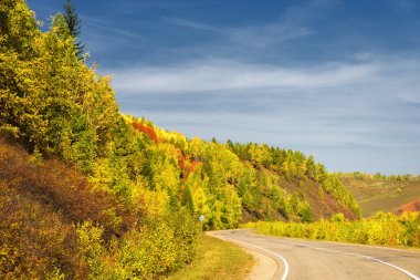 Gün ışığı ile forest yakınındaki boş asfalt dağ yolu ile.