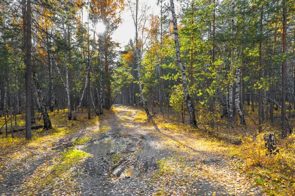 Autunno paesaggio forestale . — Foto Stock