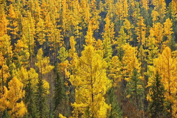 Paesaggio d'autunno. Foresta di larice . — Foto Stock