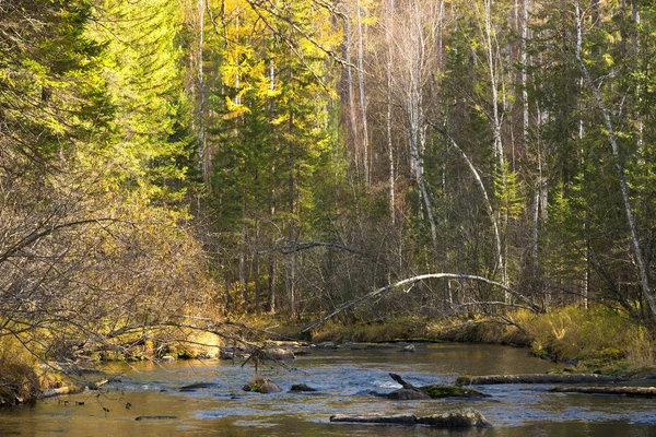 Herfst landschap aan de rivier van de taiga. — Stockfoto