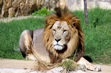 Watchful Lion Photograph clipart