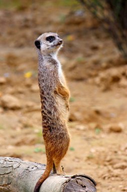 Günlük fotoğraf üzerinde dikkatli çöl faresi