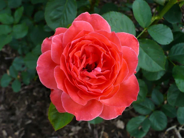 Pretty Dark Pink Rose Blossom Photograph