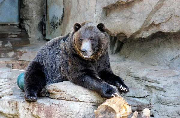 Oso pardo en la fotografía del zoológico de Denver — Foto de Stock