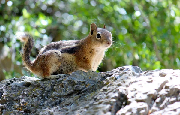 Chipmunk sur la roche Photographie — Photo