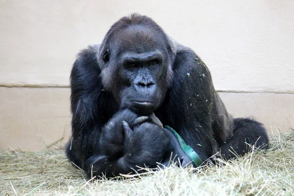 Nachdenkliche Betrachtung von Gorilla-Foto — Stockfoto