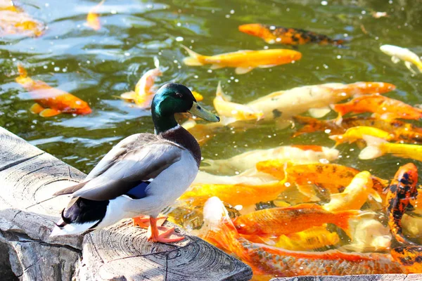 Mallard Duck at Koi Pond Photograph