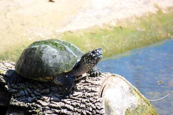 Lachende schildpad op Log fotograferen — Stockfoto