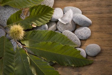 Sonbahar yaprakları ve nehir taşları üzerinde kestane