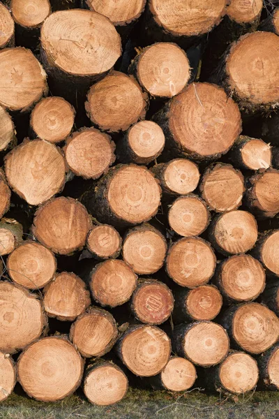 Pile Fresh Cut Logs — Stock Photo, Image