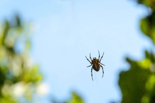 Aranha na teia à espera de presa. Caçador. conceito de verão . — Fotografia de Stock