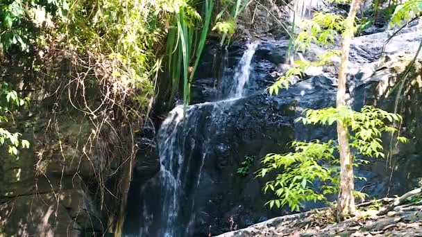 Cascata Tropicale Della Giungla Schianta Mezzo Una Vegetazione Lussureggiante Cascata — Video Stock