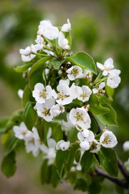 bloom bahar armut çiçekleri ile ülke Emlak
