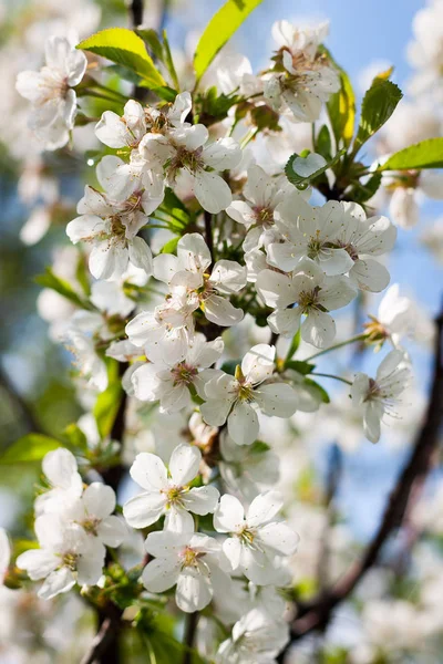 Apple Trees in Blossom. White blooms of blossoming tree close up. Spring concept.