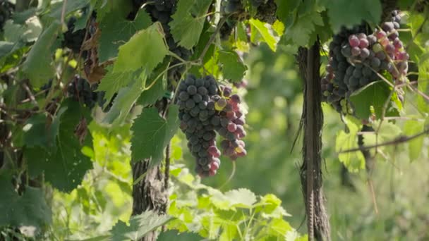 Винодельни. Сбор красного винограда во время сбора урожая в Италии. Спелые виноградники . — стоковое видео