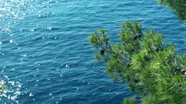 Güney Fransa 'daki Calanque Ulusal Parkı' nın mavi turkuaz suyunun önündeki ağaç. — Stok video