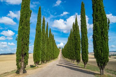 Yolda Selvi Ağaçları