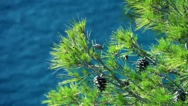 Kiefer vor türkisblauem Wasser des Calanque Nationalparks, Frankreich — Stockvideo