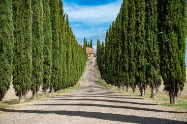 Cypress Trees sıraları ve kırsal alanda beyaz bir yol. Toskana, İtalya
