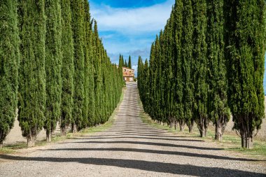 Cypress Trees rows and a white road rural landscape. Tuscany, Italy clipart