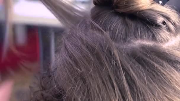 Master membuat gaya rambut seorang gadis di salon kecantikan — Stok Video
