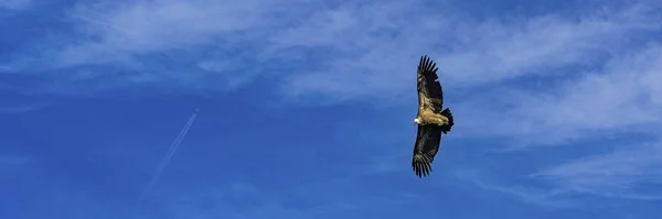 Griffon vulture taken from above while flying in the Verdon Gorges in France — 스톡 사진