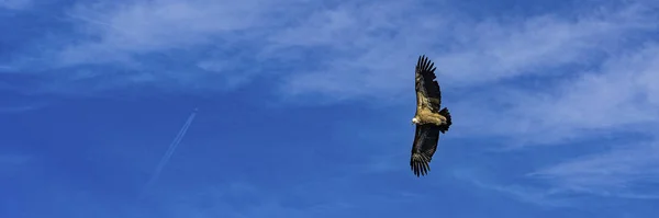 Buitre leonado tomado de arriba mientras volaba en las gargantas del Verdon en Francia — Foto de Stock